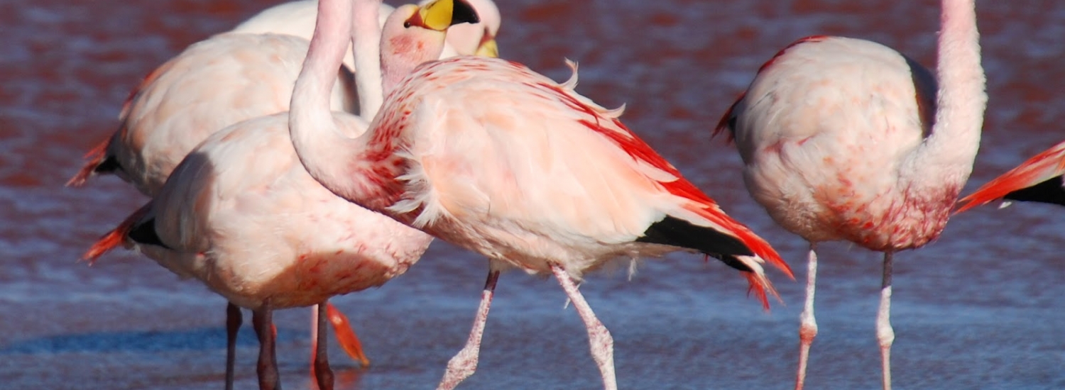 OB-UYU/8 3 days and 2 nights tour Uyuni Salt Flats - Color Lagoons in raining season with return to Uyuni *Transfer to San Pedro de Atacama (optional)