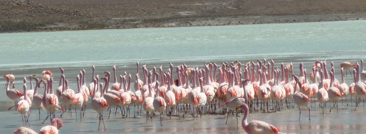 OB-UYU/9 3 days and 2 nights tour Uyuni Salt Flats - Color Lagoons - Devil's and Galaxies Cave returning to Uyuni *Transfer to San Pedro de Atacama (Optional)