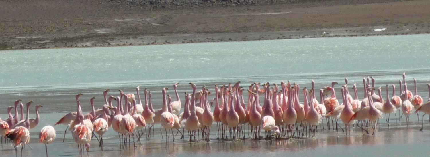 OB-UYU/13  5 days and 4 nights tour Uyuni Salt Flats - Color Lagoons - climbing to Licancabur Volcano