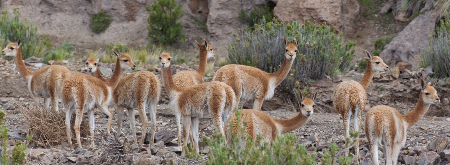 OB - UYU/10 Tour de 3 DÍas y 2 Noches Desde San Pedro De Atacama - Lagunas De Colores - Salar de Uyuni