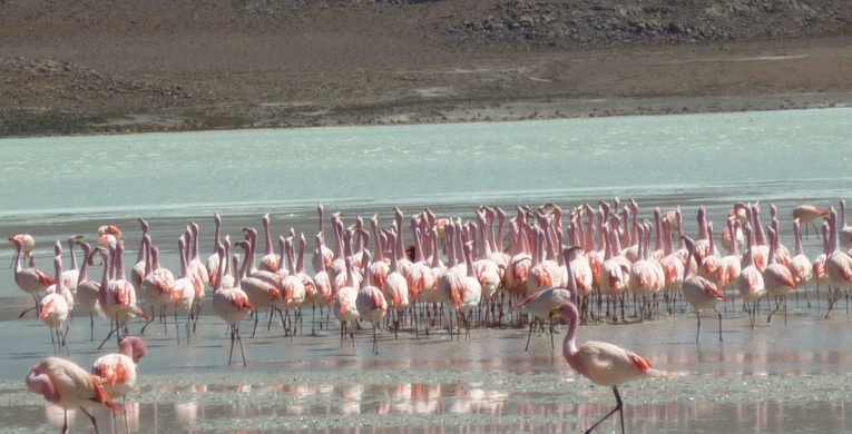 OB-UYU/9 3 days and 2 nights tour Uyuni Salt Flats - Color Lagoons - Devil's and Galaxies Cave returning to Uyuni *Transfer to San Pedro de Atacama (Optional)