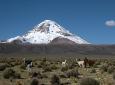 3 Days and 2 Nights Tour, Sajama Trekking