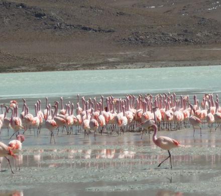 OB-UYU/9 3 days and 2 nights tour Uyuni Salt Flats - Color Lagoons - Devil's and Galaxies Cave returning to Uyuni *Transfer to San Pedro de Atacama (Optional)