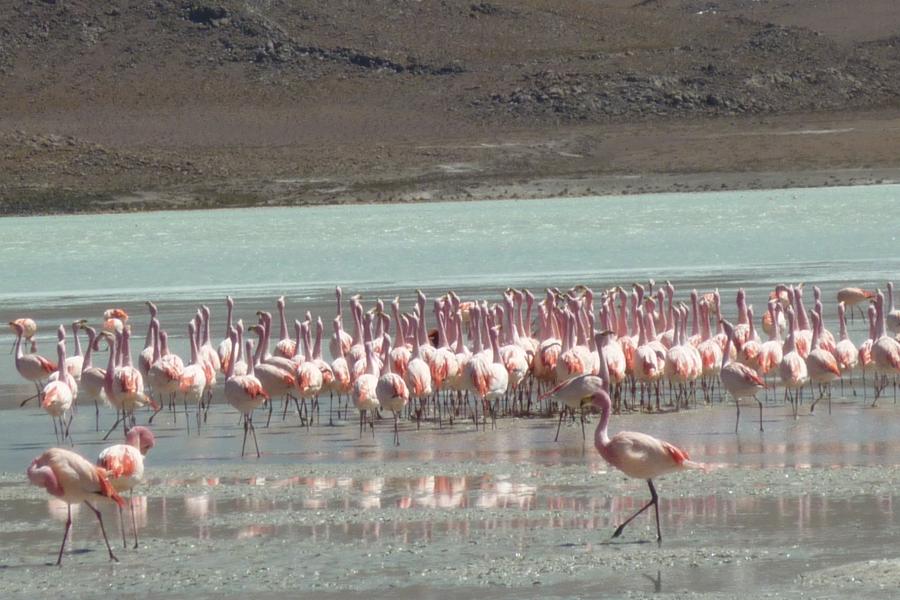Tour de 3 Dí­as y 2 Noches  Salar de Uyuni - Lagunas de Colores - Cueva de Diablo y Galaxias con retorno a Uyuni  *Transfer a San Pedro de Atacama (Opcional)